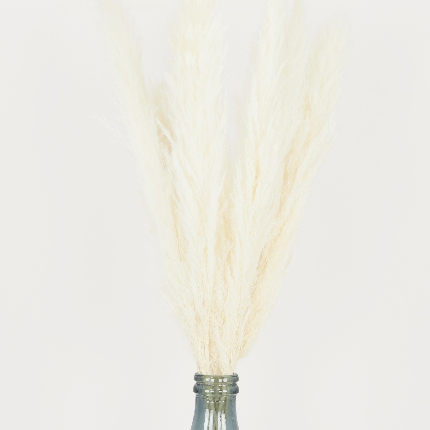Plumeau Plante Pampa Blanc 105cm Lot De 6 à Prix Carrefour — free download