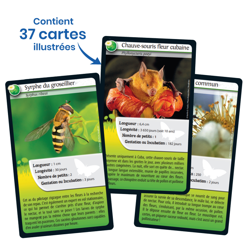 Défis Nature Abeilles Et Autres Pollinisateurs