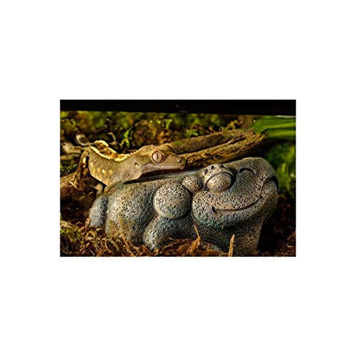 Exo Terra Abreuvoir Aztèque Grenouille 1 Pièce 200 G