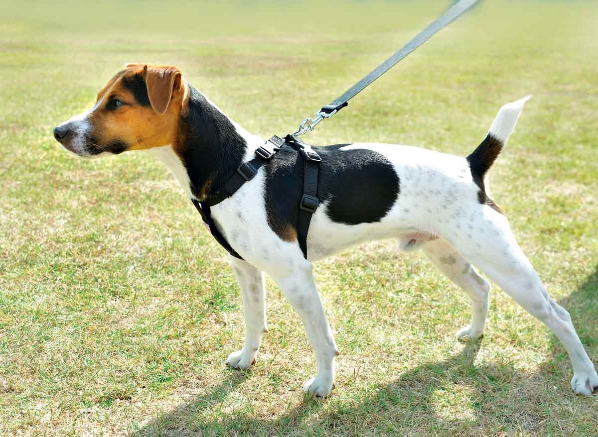 Harnais De Sécurité Voiture Pour Chien - Taille M