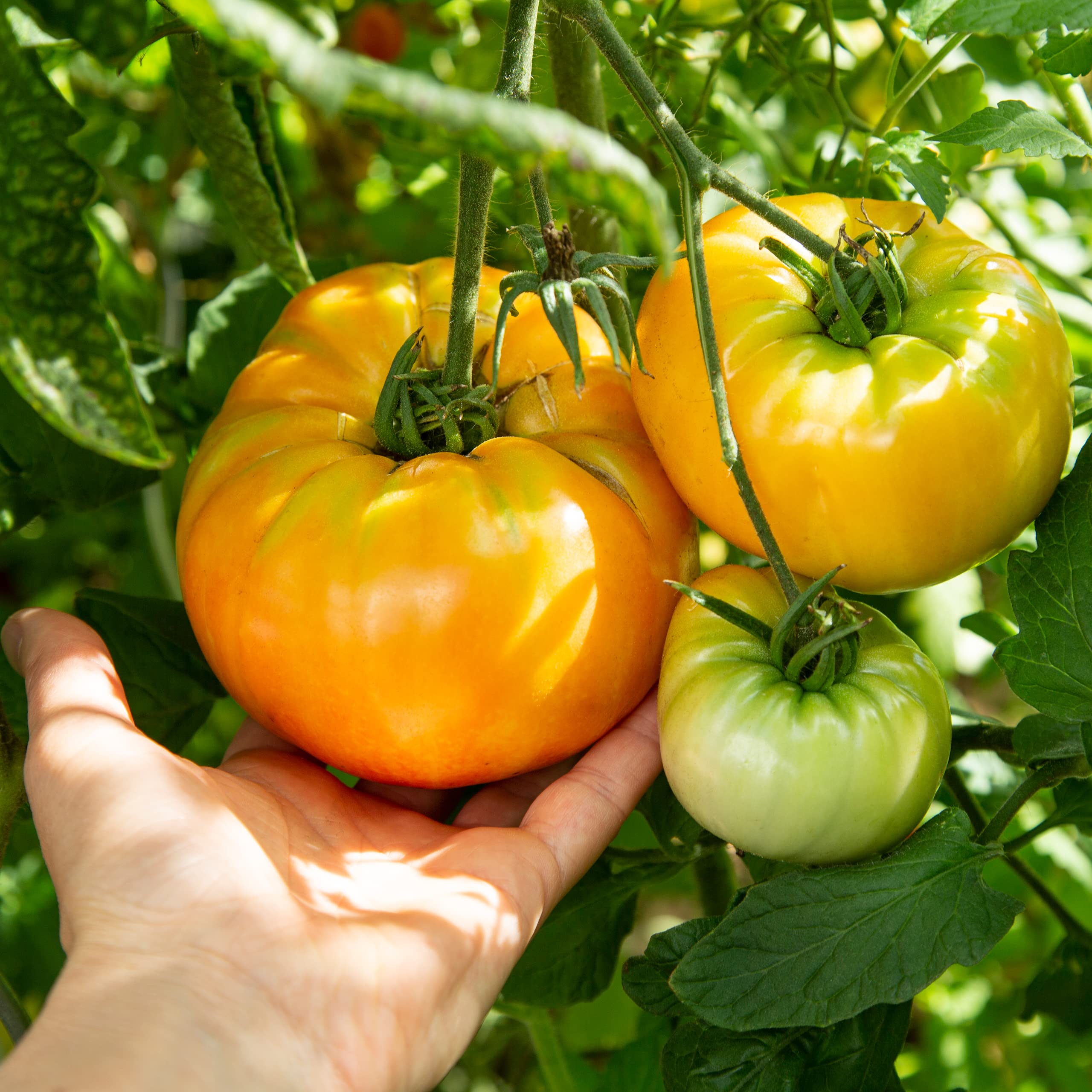 Set De Graines De Tomates : 12 Variétés De Graines De Tomates Pour Le ...
