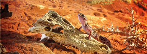Exoterra Décoration Crocodile Skull Pour Reptiles Et Amphibiens 11x21x22 Cm
