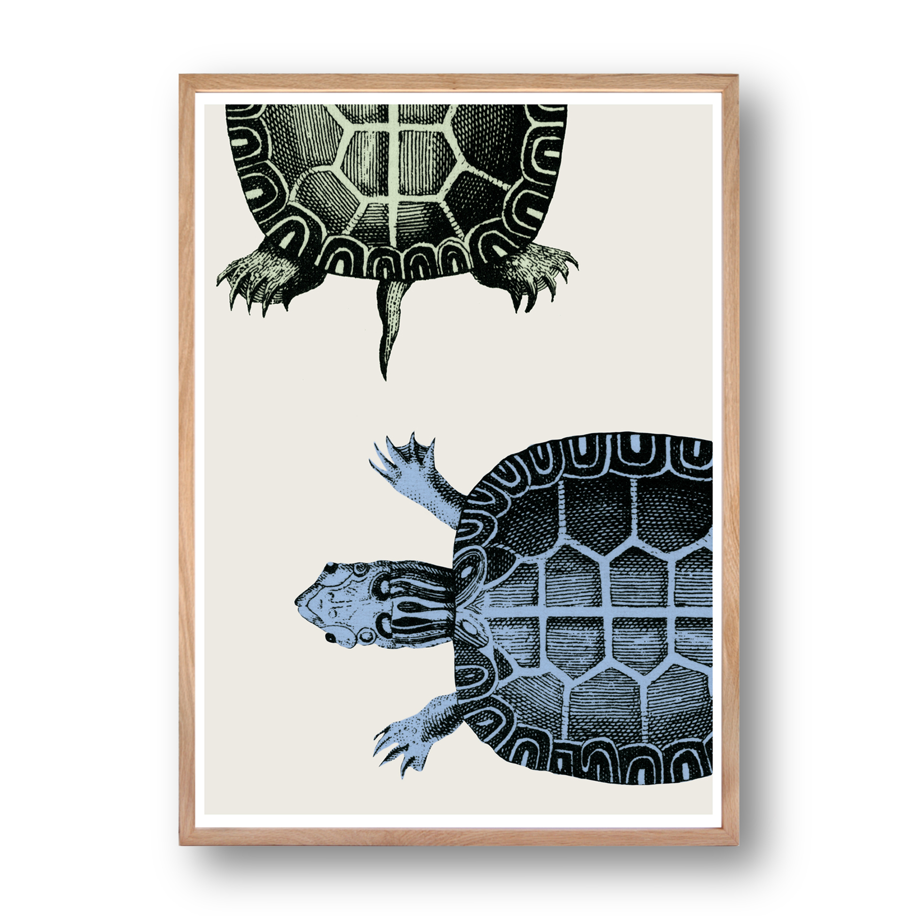 Nature - Signature Poster - Turtle - 40x60 Cm à Prix Carrefour