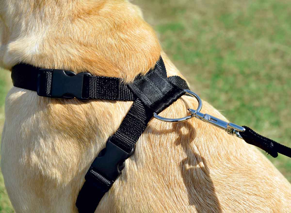 Harnais De Sécurité Voiture Pour Chien - Taille M