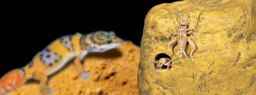 Exoterra Distributeur D'insecte Feeding Rock Pour Reptiles Et Amphibiens 12x10x4,5 Cm
