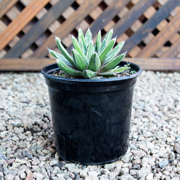 Agave Varieties 15cm