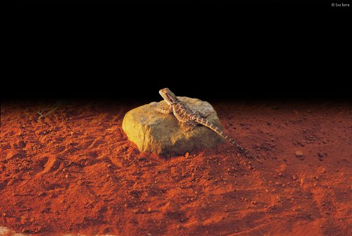 Exoterra Rocher Chauffant Pour Reptiles Et Amphibiens