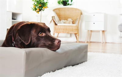 Lit Bia En Cuir Artificiel Pour Chien - Couverture Panier Taupe 100x80 Cm