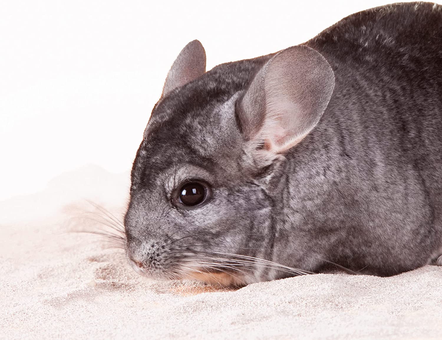 Sable À Bain Xtravital Pour Chinchilla Beaphar 1.3kg