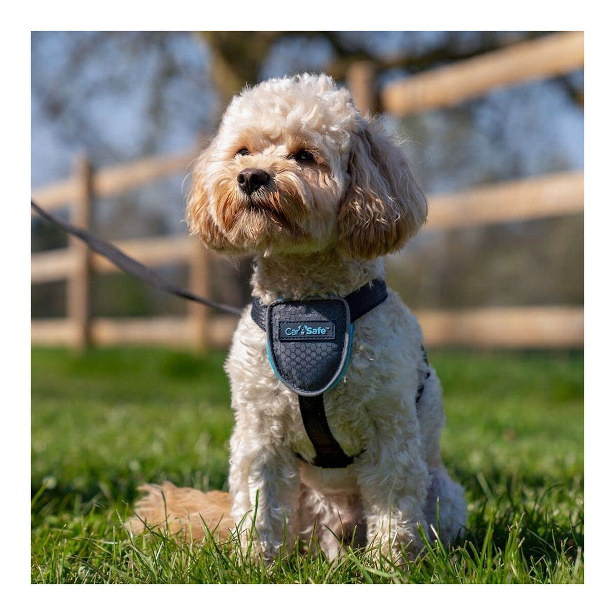 Harnais Pour Chien Company Of Animals Carsafe Noir Taille Xs