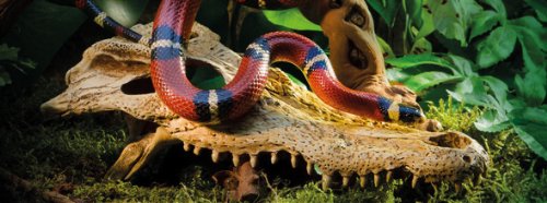 Exoterra Décoration Crocodile Skull Pour Reptiles Et Amphibiens 11x21x22 Cm