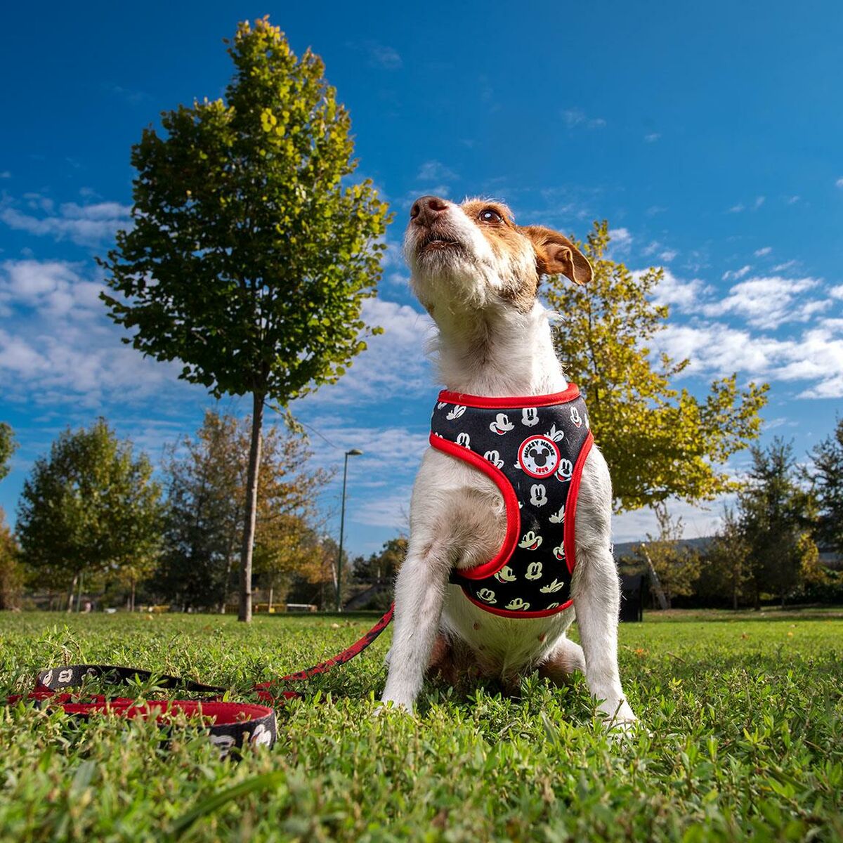 Harnais Pour Chien Mickey Mouse Noir M/l