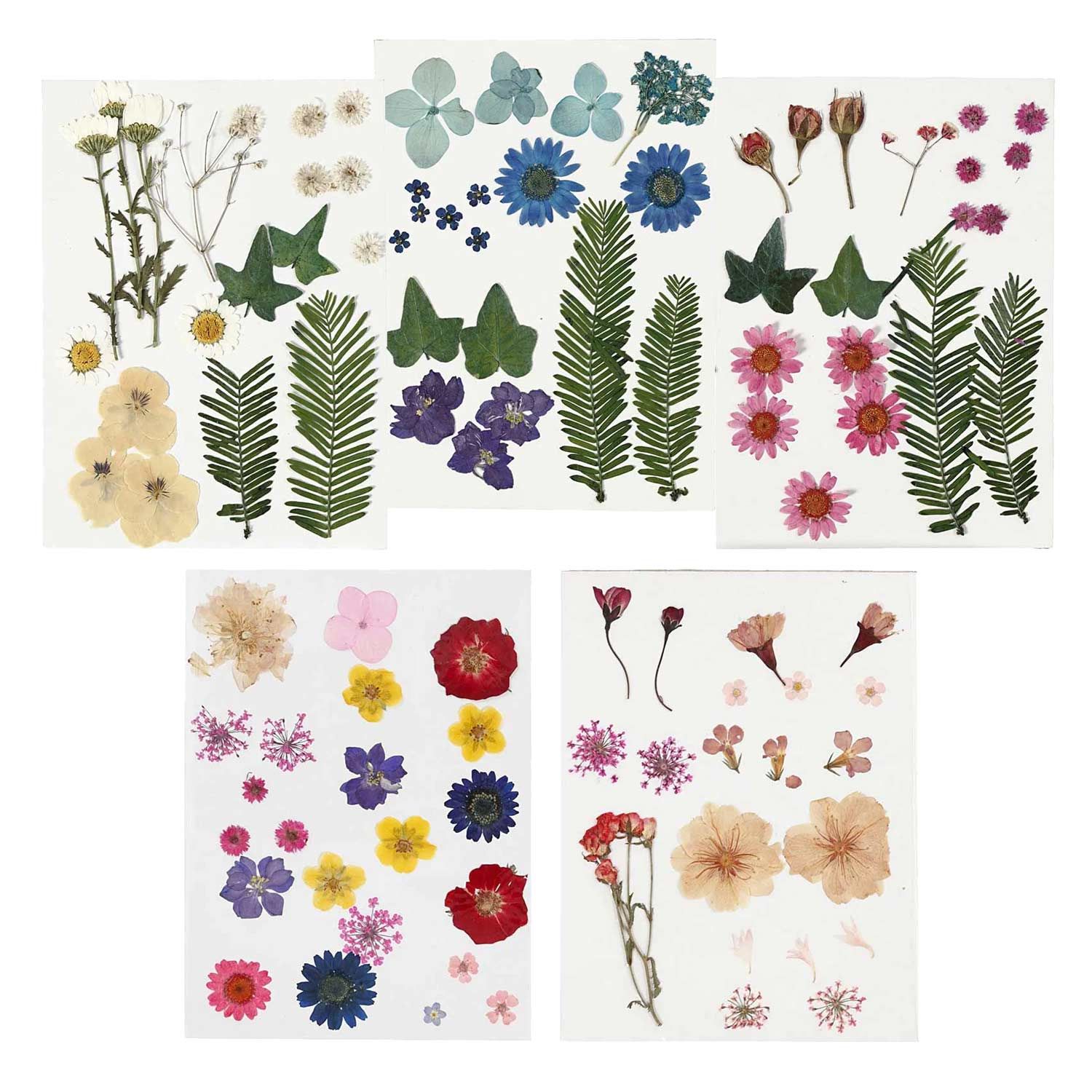 Assortiment en boite de 25 fleurs séchées et pressées - Multicolore - Perles & Co
