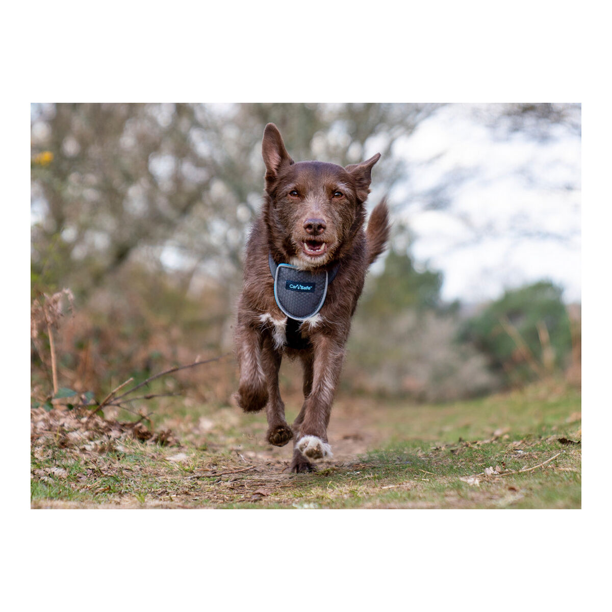 Harnais Pour Chien Company Of Animals Carsafe Noir Taille Xs