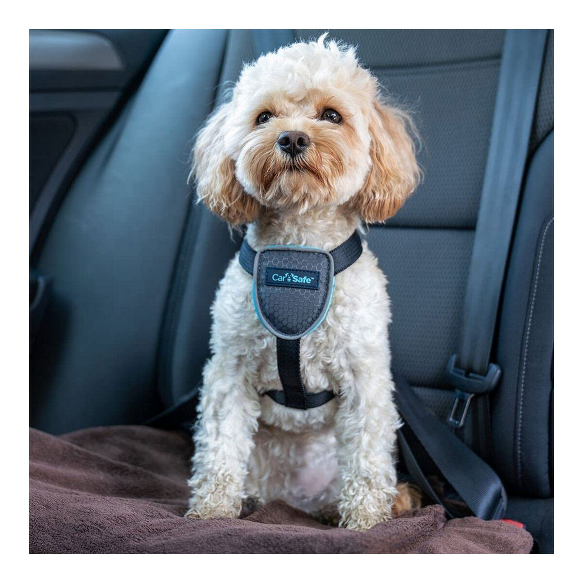 Harnais Pour Chien Company Of Animals Carsafe Noir Taille Xs