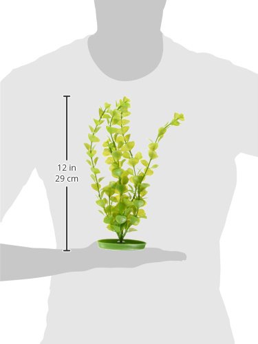 Marina Aquascaper Moneywort Grande Plante, 30,5 cm